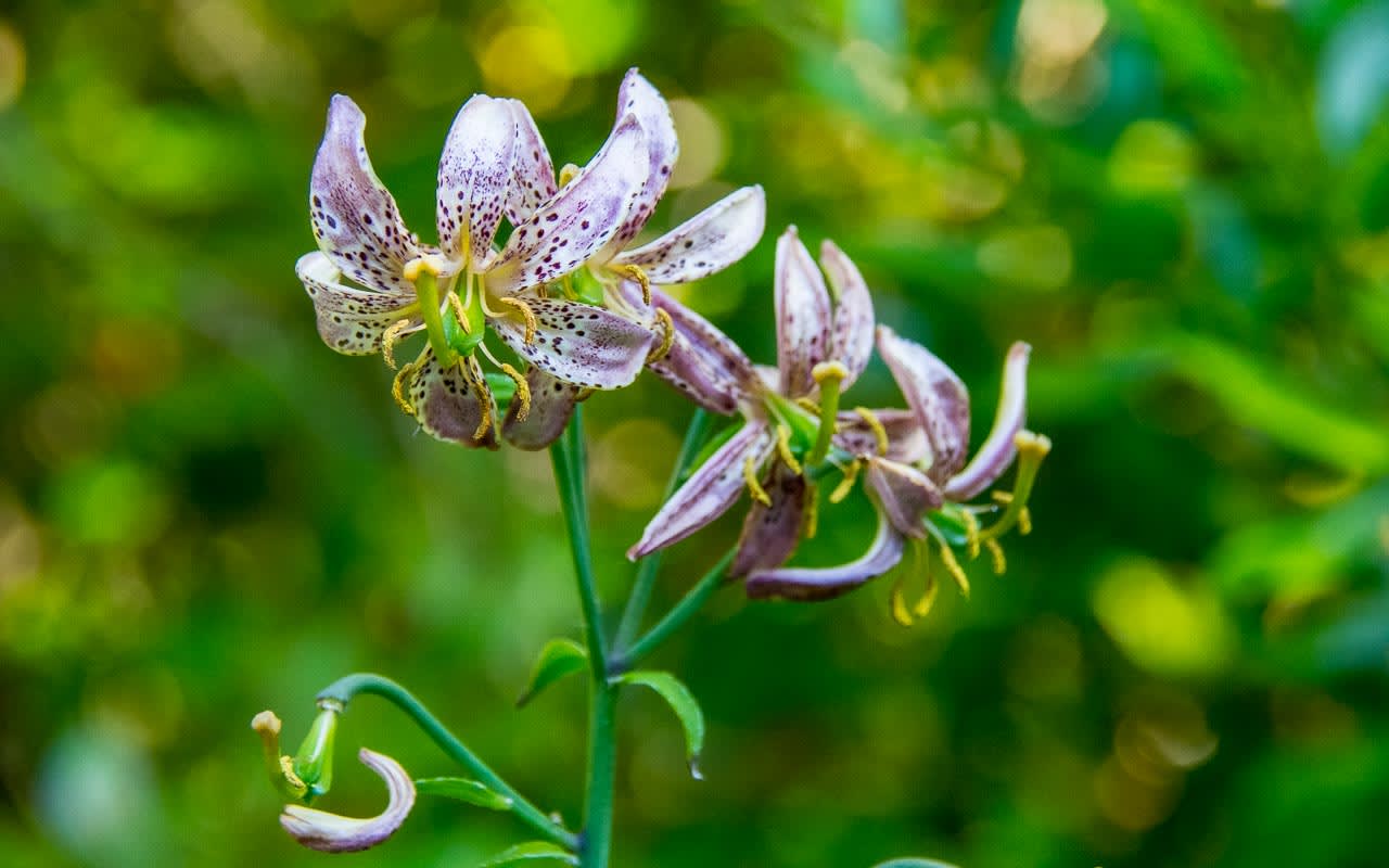 Garden Planting Sammamish